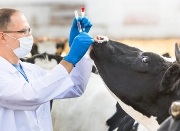 veterinaire veterinaire